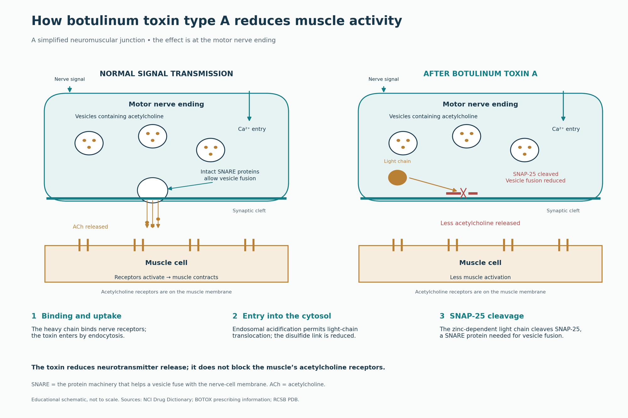 Two-panel diagram comparing normal acetylcholine release with reduced release after cleavage of SNAP-25 by botulinum toxin A.