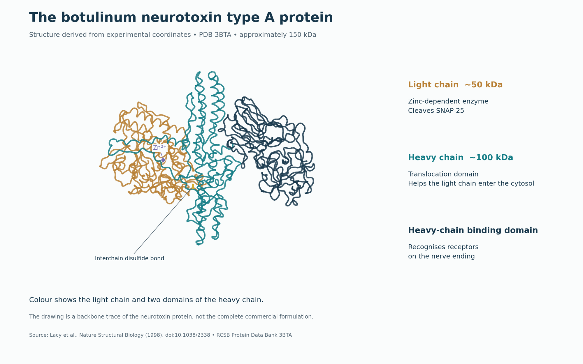 Experimentally derived botulinum neurotoxin type A backbone structure with its light chain, heavy-chain domains, zinc and interchain disulfide bond labelled.